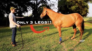 How To HOBBLE A Horse Correctly 3 Methods [upl. by Marek]