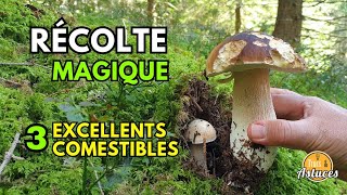 SUPER CUEILLETTE DE CHAMPIGNONS JE TE MONTRE COMMENT ET OÙ cepes nature asmr [upl. by Halfdan809]