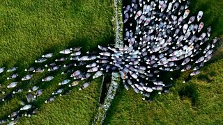 Este pastor inglés lleva a sus ovejas de vuelta a la granja  NATIONAL GEOGRAPHIC ESPAÑA [upl. by Akimahs]