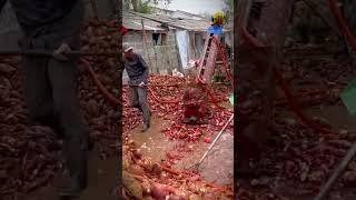 loading harvested sweet potatoes shorts [upl. by Lluj]