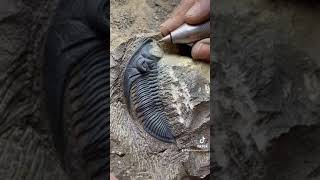 Zlichovaspis Trilobite  Atchana Morocco fossils mexico argentina chicken casablanca [upl. by Accisej]