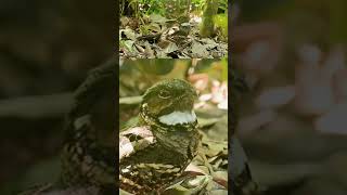 Nightjar yawns bird wildlife nightjar camouflage [upl. by Daisy]