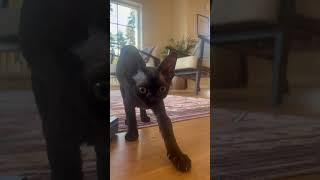 Gunnel listening to Lasse Stefanz 🐈‍⬛ cat music devonrex kitten [upl. by Sugden]