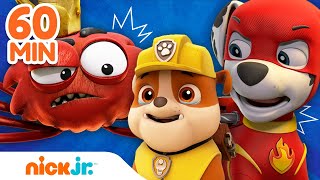 ¡Los MÁS GRANDES rescates de la Patrulla de Cachorros 🙀  Nick Jr en Español [upl. by Artair]