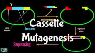 Cassette Mutagenesis  Site Directed Mutagenesis  Oligonucleotide Directed Mutagenesis [upl. by Willdon475]