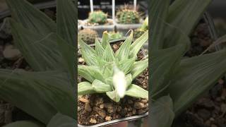 Haworthia Magnifica var Acuminata cv Grey Ghost succulent haworthia [upl. by Luby]