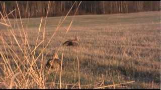 PF and Partners Protect 1200 Acres of Sharptailed Grouse Habitat [upl. by Hali694]