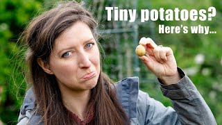 3 Mistakes to avoid when growing potatoes in containers [upl. by Ynoyrb715]