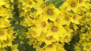 Yellow Loosestrife Flowers Lysimachia vulgaris loosestrife lysimachia vulgaris gardening [upl. by Hussar]