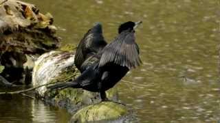 Great Black Cormorant or Black Shag Phalacrocorax carbo  Kormoran 1 [upl. by Tannenwald]