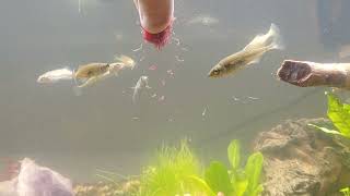 Stickleback Feeding [upl. by Jillie444]