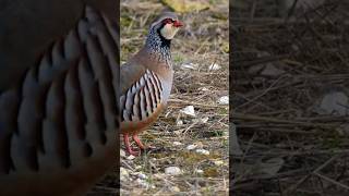 Stunning Red Legged Partridge On Display birds wildlife birdslover [upl. by Ashien]