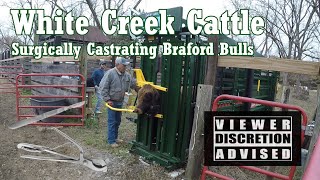 WCC  Surgically Castrating Braford Bulls with Arrowquip QCatch Headgate amp Chute TruTest S3 [upl. by Lorens]