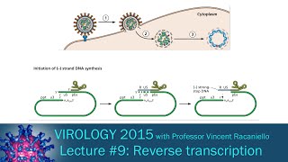 Virology 2015 Lecture 9 Reverse transcription and integration [upl. by Phaedra]