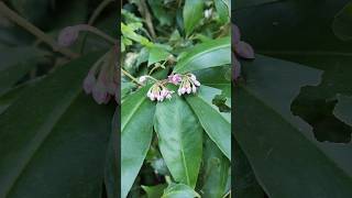 Ardisia humilisplants nature viralshort shorts [upl. by Baal]