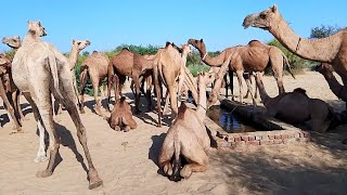 Yellow and Black camels thar desert beautiful camel enjoy ll CAMEL OF THAR [upl. by Eolcin]