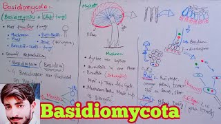 Basidiomycota  Basidiomycetes  Club Fungi  Biology 11th  Chapter 8 Fungi [upl. by Hiasi455]