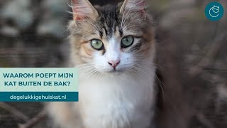 WAAROM POEPEN KATTEN SOMS BUITEN DE KATTENBAK  De gelukkige huiskat  Kattengedrag [upl. by Asante]