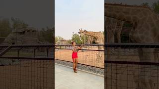 Dubai ka ghoda kitana bada haiko zoo dubailife dubaizoo lion tiger animallover animals bird [upl. by Calendra]