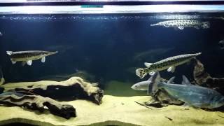 African Tigerfish Hydrocynus Brevis  MonsterFish HD [upl. by Stephanus]