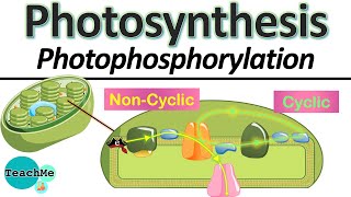 83  Cyclic amp Non Cyclic Photophosphorylation  IB Biology  TeachMe [upl. by Lenoj735]