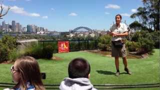 Taronga Zoo  Bird Show [upl. by Eerolam]