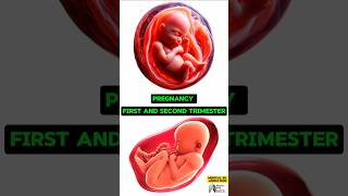 Pregnancy First and Second Trimester media animation 3d short BiologywithAliya [upl. by Deidre287]