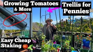 CHEAP Trellis How to Grow Tomatoes in SMALL SPACE Ways to Make a Tomato Cage Stake Container Garden [upl. by Nad]