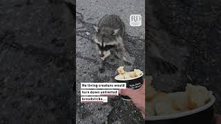 This raccoon got some food for his friends animals [upl. by Ybanrab181]