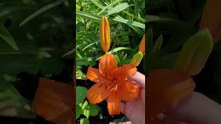 Knowing Whats Growing Tiger Lily lily shorts flowers garden [upl. by Hesoj]