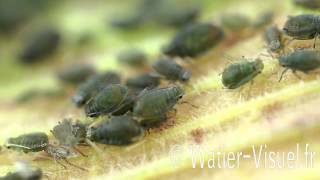 Pucerons bicolores des céréales Rhopalosiphum padi sur Maïs [upl. by Adena842]