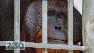 For six years this orangutan lived in a tiny cage Now hes nearly free  730 [upl. by Nospmis]