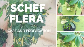 Schefflera care and propagation tips How to propagate Schefflera easily from a just a leaf [upl. by Schuman59]