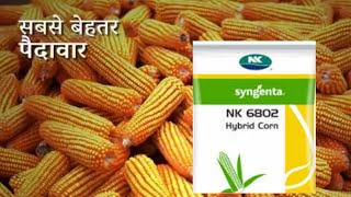 syngenta NK6802 maize seed  NK6802 makka verity  syngenta seed price [upl. by Enilec548]