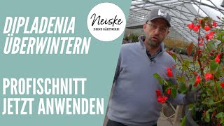 Dipladenia Überwintern  Rückschnitt und Frostsicherheit [upl. by Aneleve]