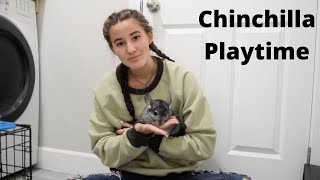 Playtime With My Chinchilla [upl. by Madelaine]