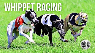 Whippet Racing [upl. by Roxana]