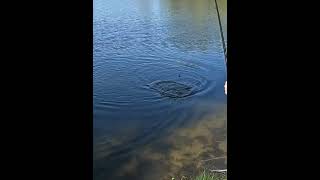 fishing carpfishing carp ansitzangeln fish lake angling fishinglife wobbler shorts [upl. by Tekla]