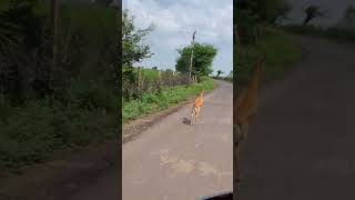 Talala girtalala junagadhgirnar animalpark junagadh gujarat youtube [upl. by Airreis]