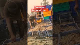 Harvesting vannamei jhinga shrimp [upl. by Burchett]