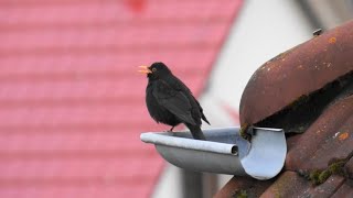 Wochenendgrüße  Vogelgezwitscher einer Amsel  Sounds of Nature [upl. by Sherard]