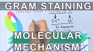 Molecular Mechanism of Gram Staining [upl. by Hofstetter103]