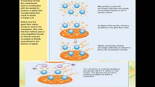 Microparticle Enzyme Immunoassay MEIA [upl. by Mutat482]