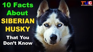 10 Facts About SIBERIAN HUSKY That You Dont Know  TUC [upl. by Aneram]