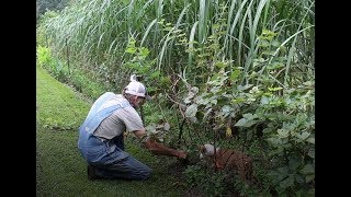 Blackberry Plant Care [upl. by Eirised]