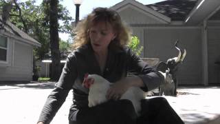 How to Put the Hen Saver Chicken Saddle  Hen Apron on your Chicken [upl. by Analart]