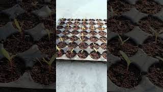 marigold seeds in seedling traygardning shorts tranding AmitKumar5676 [upl. by Tereb785]