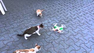 Funny cats video with drone HD [upl. by Barna65]