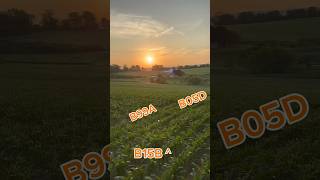 Brevant Corn  June 2024 Central PA Plot Update  One Minute Matt [upl. by Malkah]