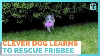 Smart Dog Leans To Shake Bush To Get Frisbee By Copying Owner [upl. by Ranchod]